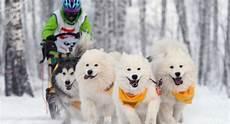 狗拉雪橇的电影叫什么