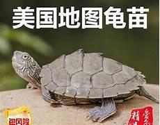 台湾草龟图片