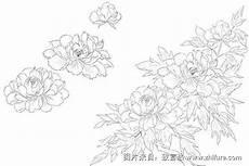 牡丹花怎么画 教程